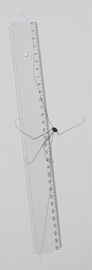 Illustration for article titled Meet a daddy longlegs with a 13-inch legspan